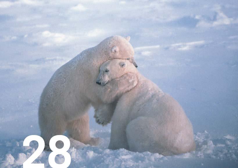 Chapter 28 Lipids Polar bears have a large reserve of lipids.