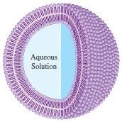 Hydrophobic Lipids and Biology Complex lipids form liposomes in aqueous mixtures. Liposomes are bounded by two layers of lipid.