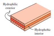 Hydrophobic Lipids and Biology The hydrophobic interior of the membrane provides the