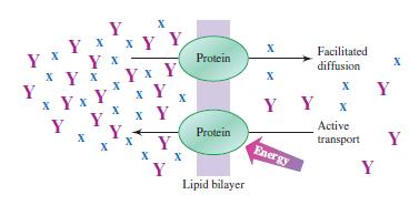 Hydrophobic Lipids and Biology If the protein helps transport without using energy, the