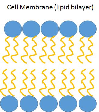 b) The polar head of a phospholipid directly contacts the non-polar tails of other phospholipids in the same layer of the lipid bilayer c) The polar head of a phospholipid directly contacts the