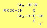 Glycerophospholipids Phosphatidic acid Phosphatidylcholine (lecithin) phosphatidic acid + HO CH2 CH2 N(CH3)3 (choline) Glycerophospholipids contain four components: glycerol two acyl groups connected