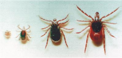 Figure 4. Larva, nymph, adult male and female Ixodes scapularis from the Tick Management Handbook, by Kirby C. Stafford (2004) Figure 5.