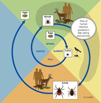 This image was taken directly from the CDC website (2014) It is important to understand the life cycle of ticks and how it relates to preventative