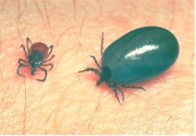 to larger hosts such as deer and cattle. In areas where Lyme disease is endemic, studies have shows that 70-80% of white-footed mice are infected with Borrelia bacteria (Ginsberg, 1993: 49).