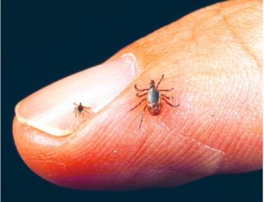This photo was taken from the Tick Management Handbook, by Kirby C. Stafford (2004) Figure 8. This photograph shows a nymph on the fingernail and an adult female on the finger.