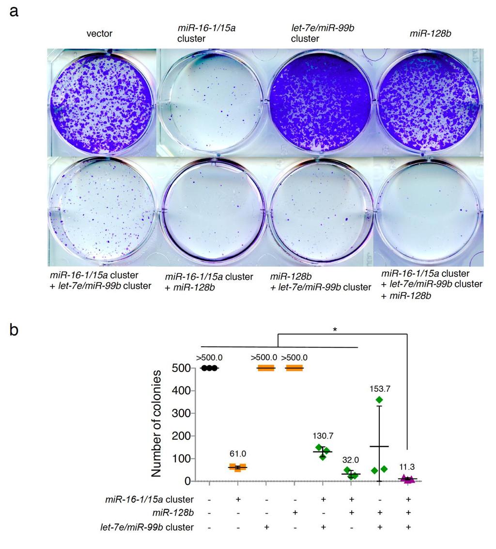 Supplementary Figure 13 Combinatorial Expression of the mir-16-1/15a Cluster, mir-128b, and the let-7e/mir-99b Cluster Inhibits Colony Formation by Viable OVCAR8-ADR Cells.