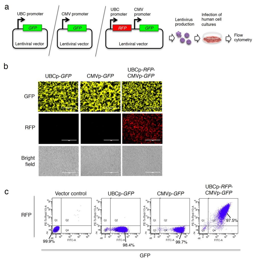 Supplementary Figure 2 Efficient Lentiviral Delivery of a Dual-Fluorescent Protein Reporter Construct in Human Cells.