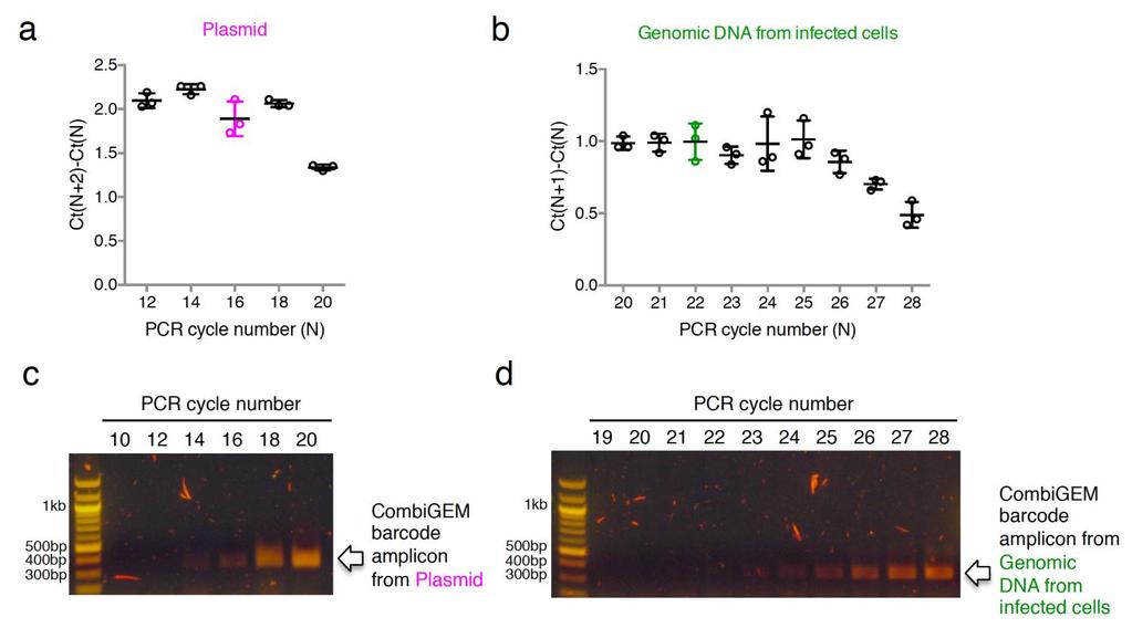 Supplementary Figure 3 Identification of the Exponential Phase During PCR for CombiGEM Barcode Amplification.