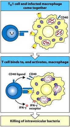 Effector CD4 + T Cell