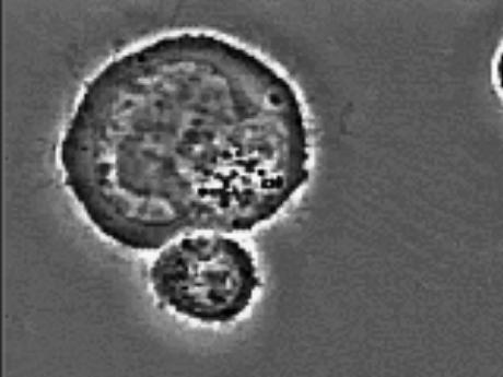 CTL Killing Virally-Infected Target Superantigen