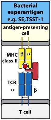 simultaneously Extensive TCR crosslinking