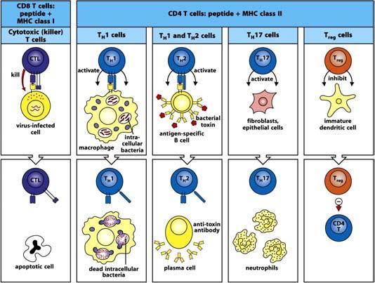 Effector T Cell Sub-Types Signal 3 in