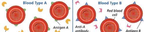Antibodies Signs & Symptoms Fever