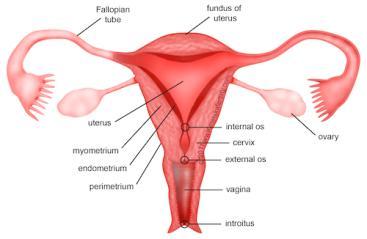 Common illnesses of the female genital tract Before menarche Developmental anomalies Tumors (ovarial teratoma) Amenorrhea Fertile years PCOS, ovarian cysts Endometriosis Ectopic pregnancy (placental