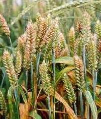 Mycotoxins Why are they an issue?