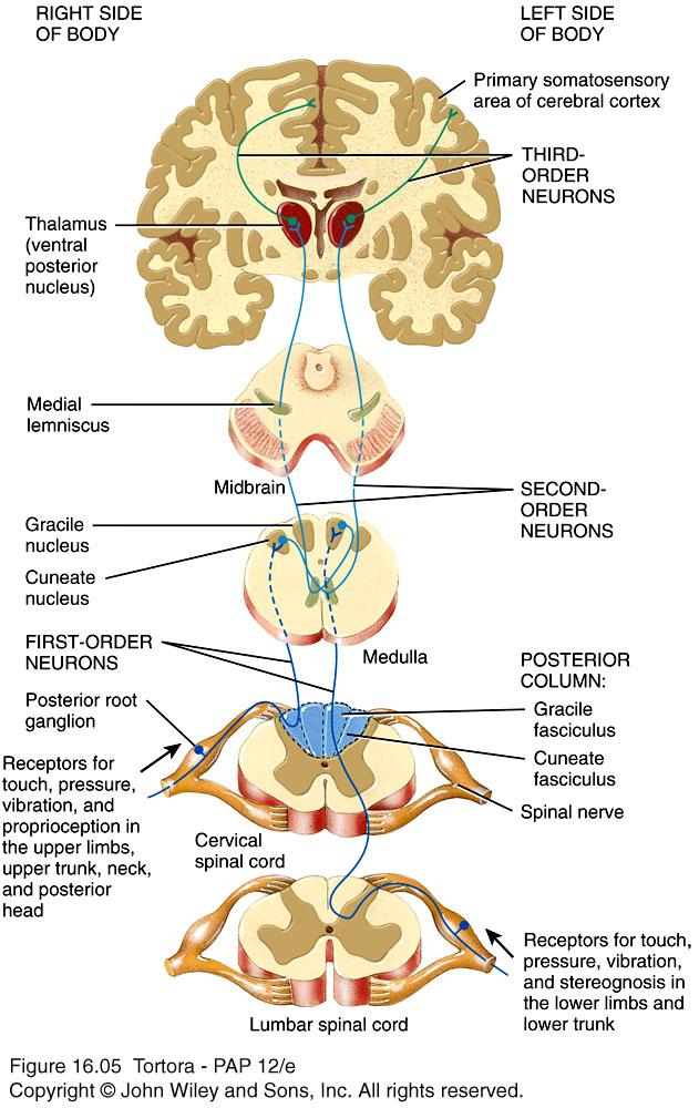 The Posterior Column-Medial Lemniscus Pathway n Conveys nerve impulses for touch, pressure,