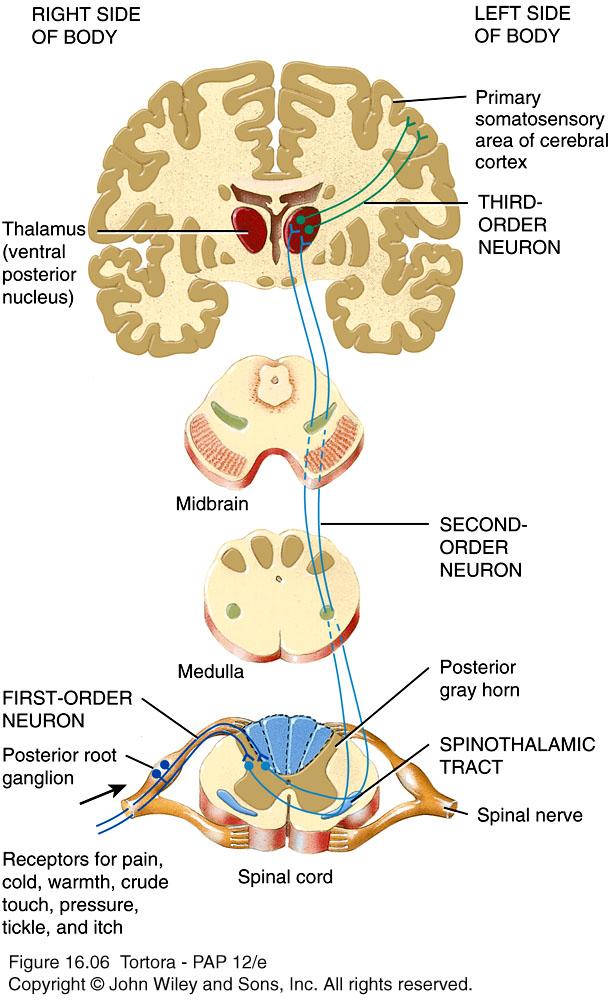 The Anterolateral (spinothalamic) pathway n Conveys nerve impulses for pain, cold,