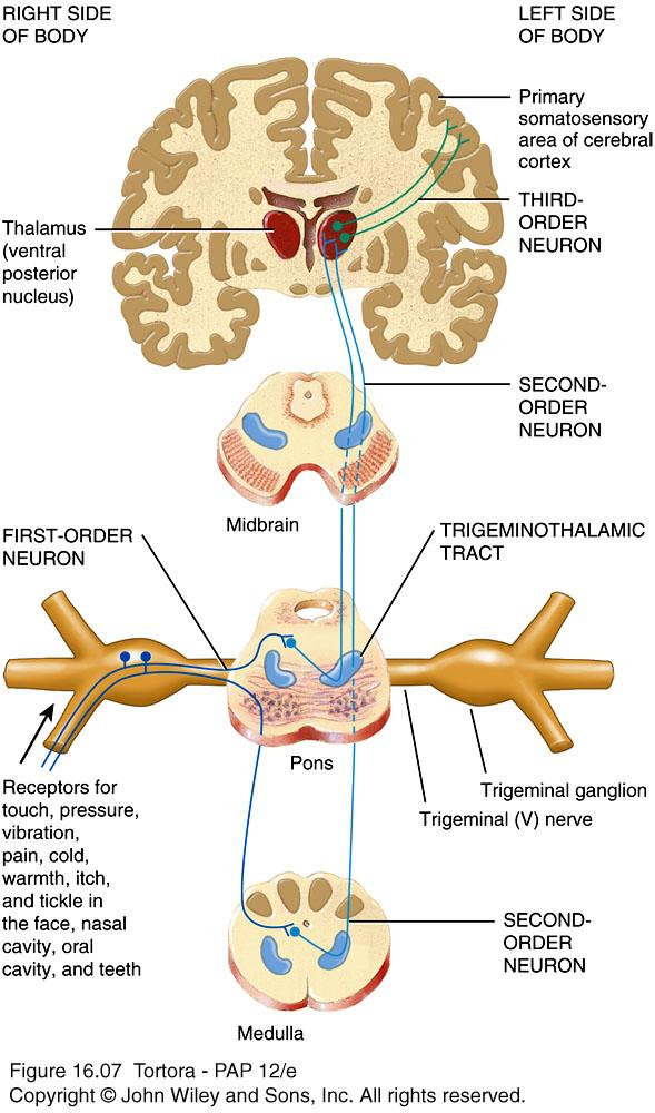 Trigeminothalamic Pathway n Conveys nerve impulses for most somatic