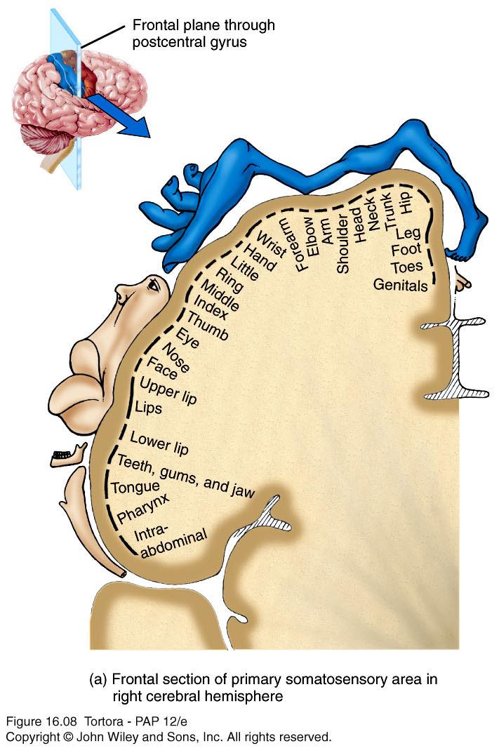 Mapping of the Primary Somatosensory Area n Mapping of the postcentral gyrus.