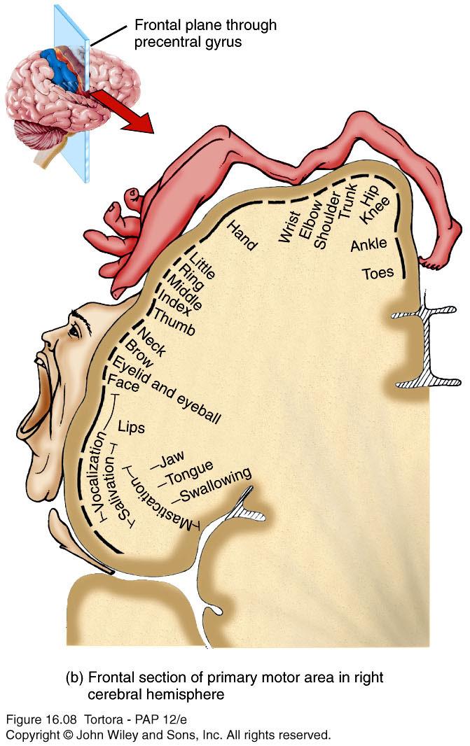 Mapping of the Motor Areas n Located in the precentral gyrus of the frontal lobe.