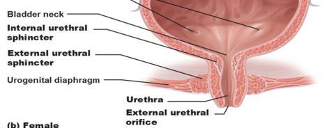 Urethra Urethra Characters Picture Male urethra (20 cm) Prostatic urethra (length=3 cm): Widest & most dilatable Extends from neck of bladder inside prostate gland Structures