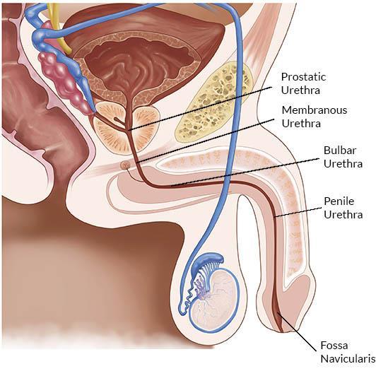 by external urethral sphincter Penile (spongy) urethra (length=16 cm): Extends inside penis & opens externally through external urethral orifice (narrowest part of whole