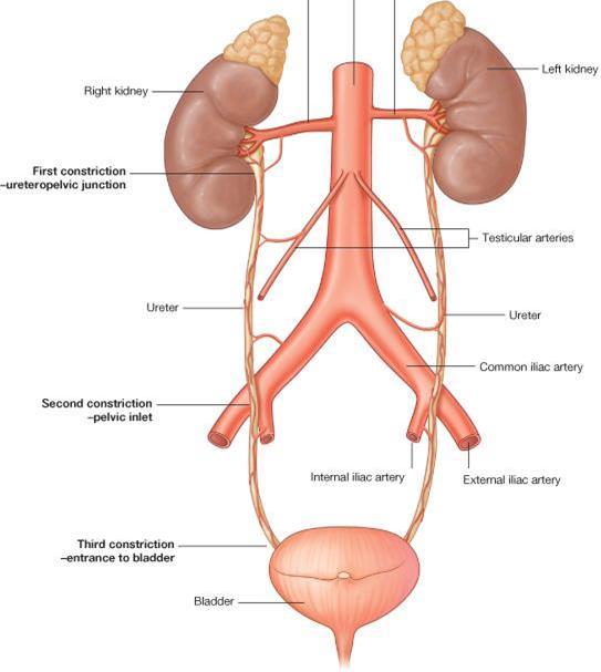 Ureter o Sites of constrictions (obstruction-stone impaction): 1 st : At ureteropelvic (between renal pelvis and ureter) junction 2 nd: At pelvic inlet (site