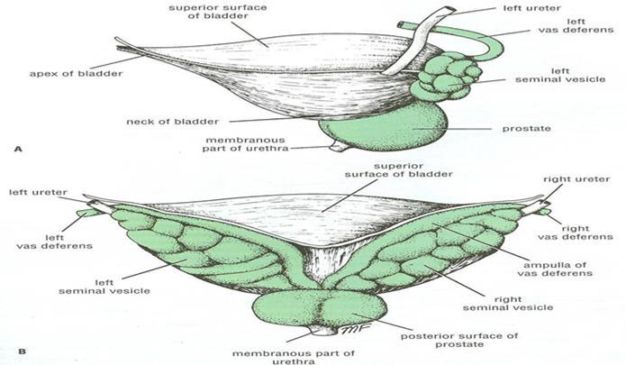 Urinary bladder Posterior surface (base) Is directed
