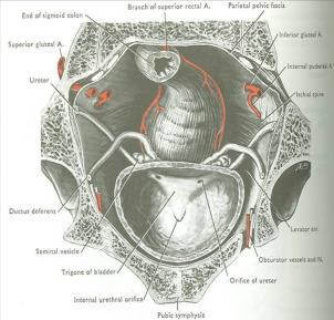 Anterior Posterior Urinary bladder Superior surface Inferolateral surface Neck Interior In male: is related to coils of ileum & sigmoid colon In female: is related to the uterus Are related to