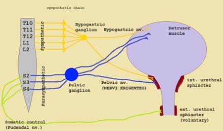 S4 from L1 & L2 through hypogastric nerves transmitting pain due to overdistention of bladder (via