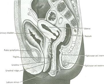 picture shows a median sagittal section of a newborn female child.