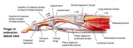 interosseous muscles Distally: pull of the