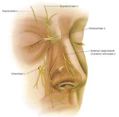 EXTERNAL SENSORY NERVE SUPPLY Fifth cranial nerve (I and II branches) Supratrochlear nerve Infratrochlear nerve Radix,