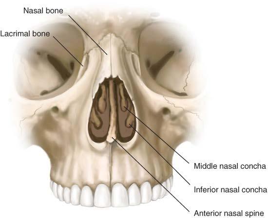BONY DORSUM Paired nasal bones Paired ascending processes