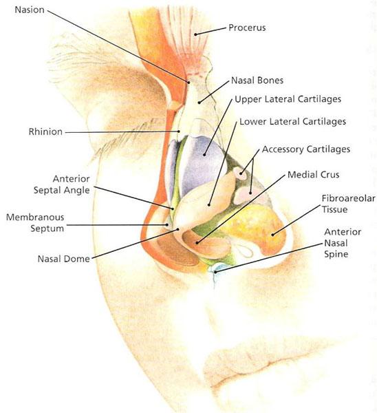NASAL ANATOMY The nose is a highly contoured pyramidal structure situated centrally in