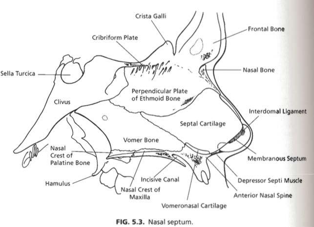 Cartilaginous portion: -septal cartilage -medial