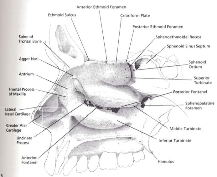 LATERAL WALL Inferior nasal turbinate ² Is a separate bone covered by thick mucous membrane.