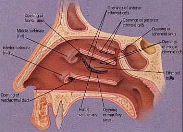 LATERAL WALL Inferior meatus: opening of the nasolacrimal duct.