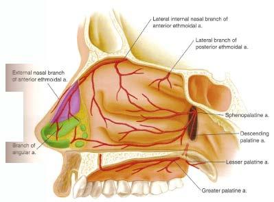 Blood supply Lateral branch of sphenopalatine artery - Inferior and middle turbinates Lateral internal nasal branch of