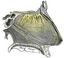Sensory innervation Olfactory nerve Olphactory mucosa 2 groups of unmyelinated