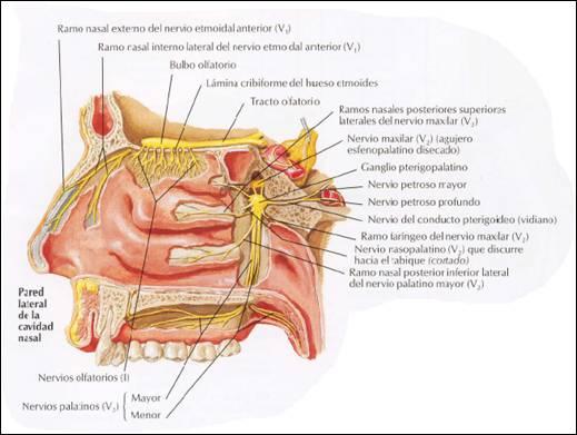 Autonomic innervation Parasympathetic fibres Derived from the facial nerve Geniculate ganglion Great superficial petrosal