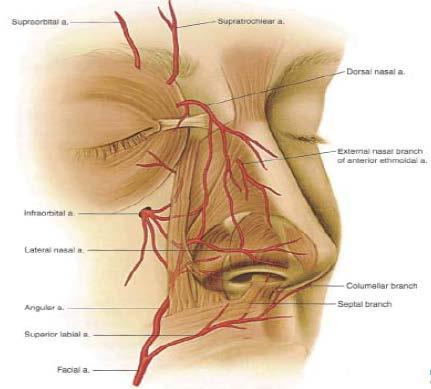 SUPERFICIAL ARTERIAL BLOOD SUPPLY Facial artery Angular artery à Lateral nasal artery Superior labial artery (columella and