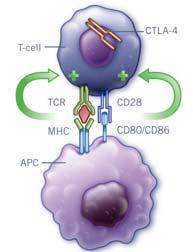 T-Cell Activation and