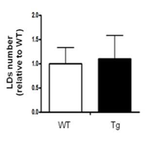 TgApoD mice Lipid droplets formation 3 2 1 Plin2 protein (Relative to WT) Cide A mrna Cide B mrna (Relative to WT) 0 wt apod Plin2
