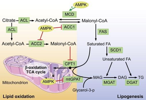 TgApoD mice and β-oxydation