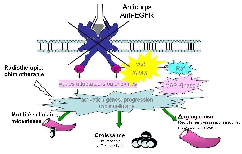 Anti-EGFR targeted therapies KRAS mutations = marker of resistance Anti-EGFR antibodies Cetuximab