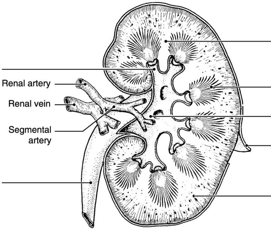 Urinary System (Ch 15) Label Organs Label Kidney Cross-Section Neuron Filtration and Re-absorption of materials into blood
