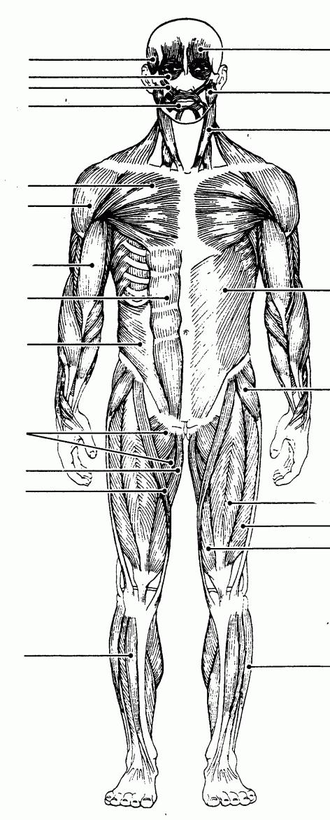 Muscular System (Ch 6) Label Major Muscles Function of muscles