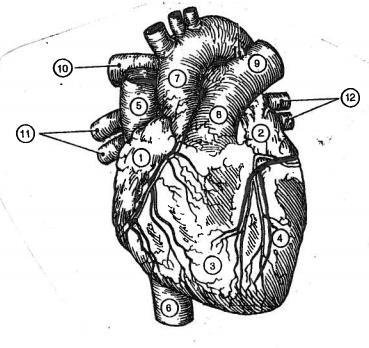 Cardiovascular System (Ch 11) Label Heart